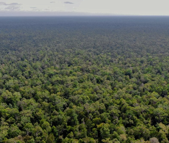 From Local to Global, Building the Katingan Mentaya Project’s Brand Presence