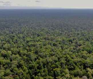 From Local to Global, Building the Katingan Mentaya Project’s Brand Presence